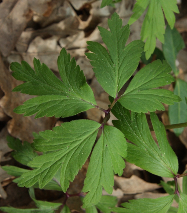 Anemone nemorosa